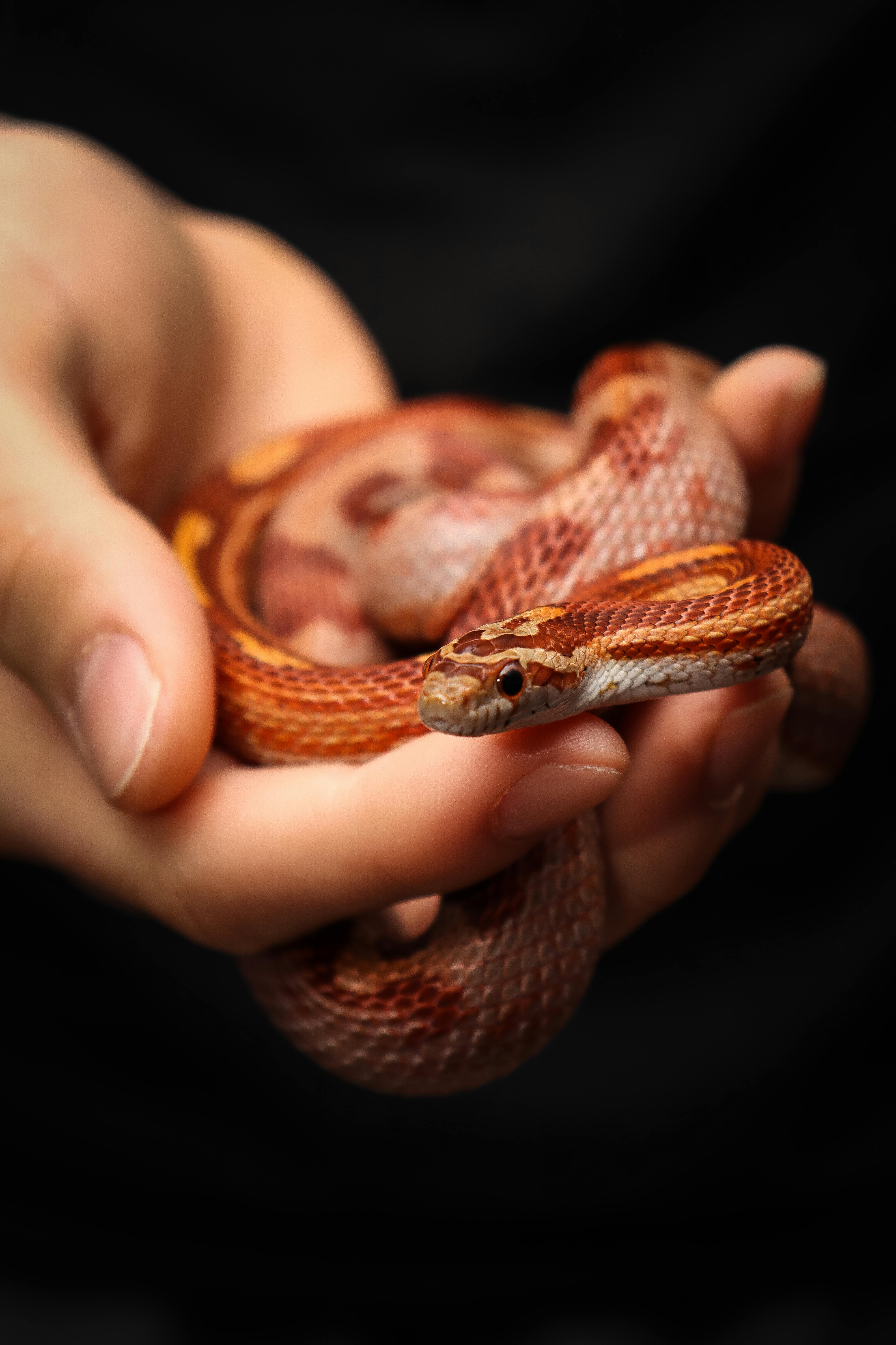Serpiente del Maíz
